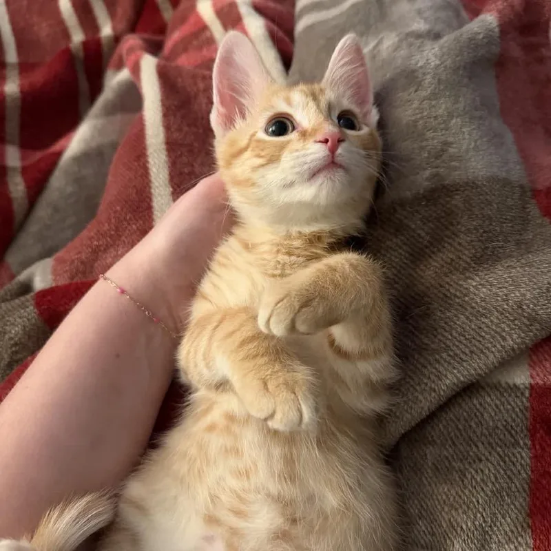 Simba thumbnail 6