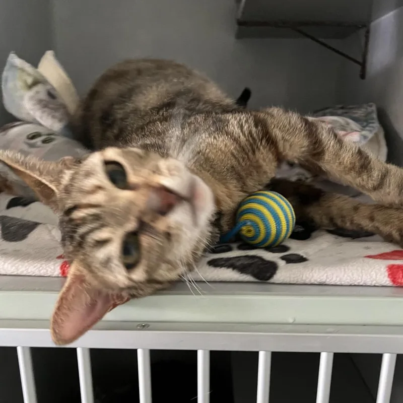 An adult medium-sized female Calico Domestic Short Hair cat named Honey for adoption in Sarasota, FL