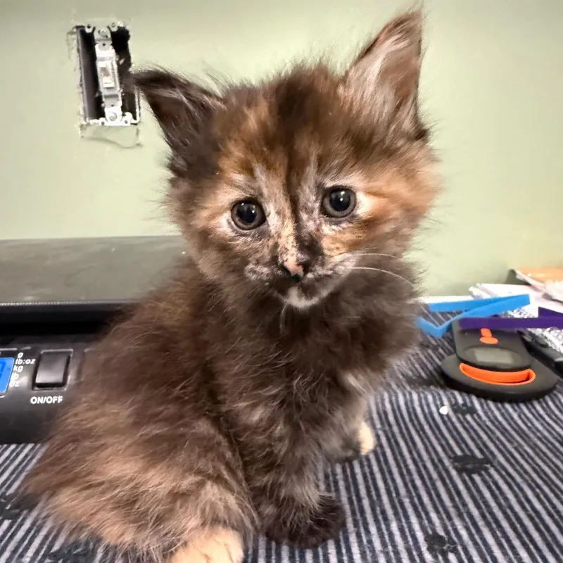 Purple Tortie thumbnail 2