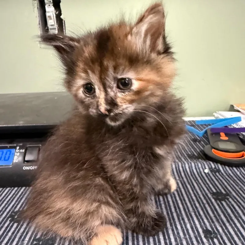 Purple Tortie thumbnail 3