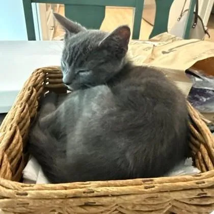 A baby medium-sized female Gray / Blue / Silver Domestic Short Hair cat named Clue for adoption in Phoenixville, PA