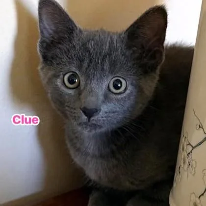 Clue thumbnail 2