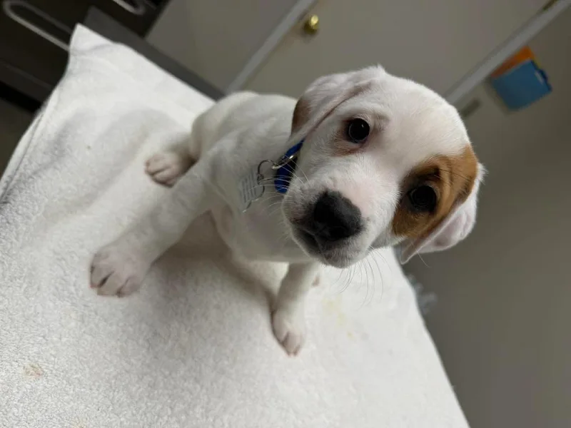 Macadamia thumbnail 2