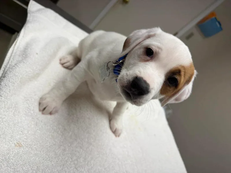 Macadamia thumbnail 3