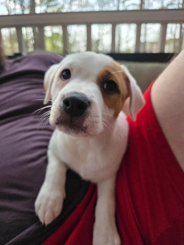 Macadamia thumbnail 4