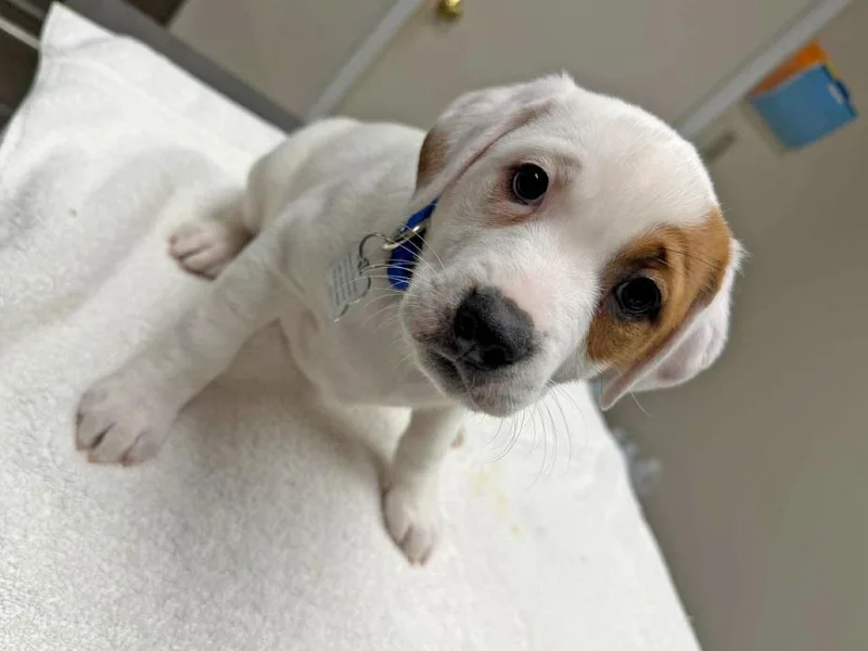 Macadamia thumbnail 5