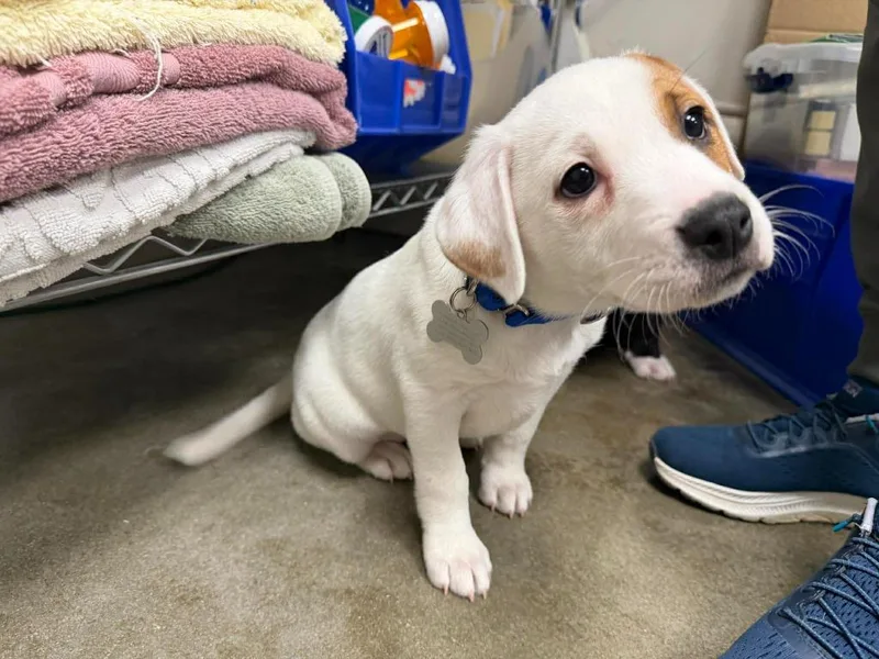 Macadamia thumbnail 6