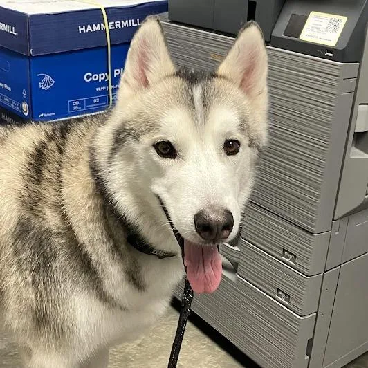 An adult large-sized male Siberian Husky dog named Nico Balik for adoption in DeKalb, IL