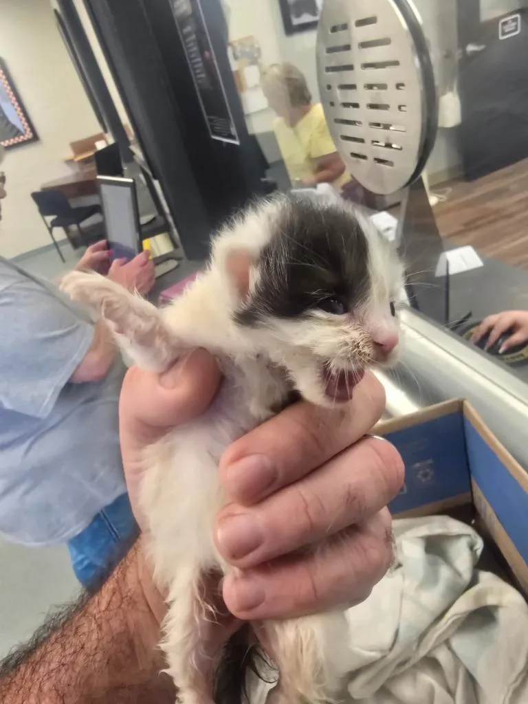 A baby large-sized male Domestic Short Hair cat named Peep for adoption in Cartersville , GA