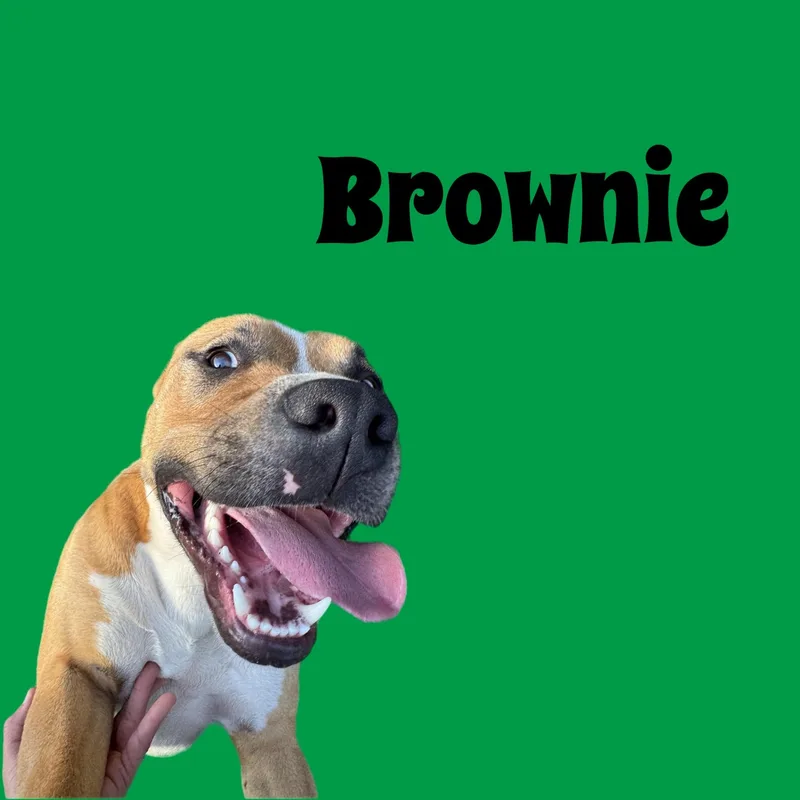 Brownie