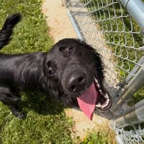 A young large-sized male Flat-Coated Retriever dog named Crash for adoption in Bryan, OH