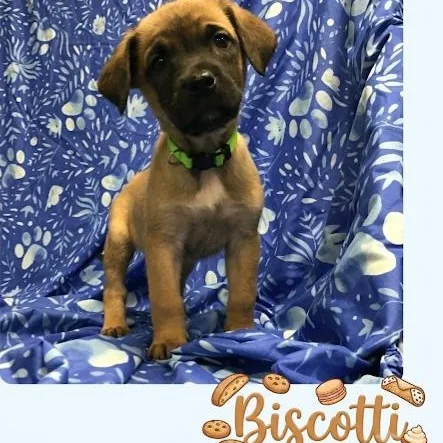 A baby medium-sized female Belgian Shepherd / Malinois dog named Biscotti for adoption in Minooka, IL
