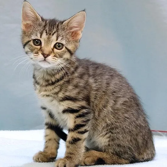 A baby medium-sized female Tabby (Brown / Chocolate) Tabby cat named Aurora for adoption in Maynardville, TN