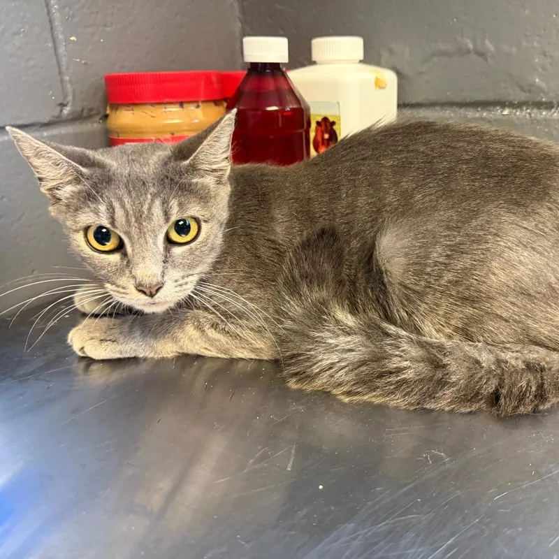 An adult medium-sized female Gray / Blue / Silver Domestic Short Hair cat named Peggy for adoption in Tuscaloosa, AL