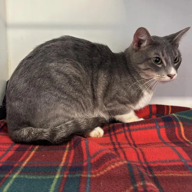 A young medium-sized female Domestic Short Hair cat named Noko for adoption in Sunnyvale, TX