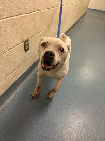 A senior large-sized male Mixed Breed dog named Hemi for adoption in West Palm Beach, FL
