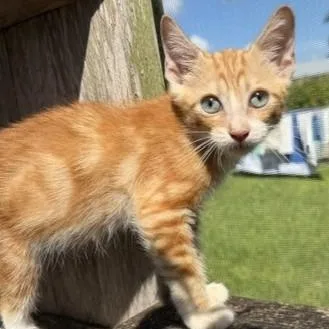 A baby small-sized male Tabby cat named Taco for adoption in Homestead, FL