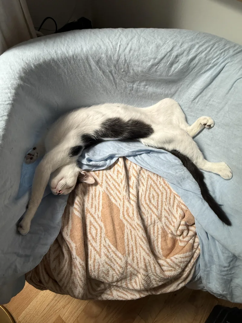 A young medium-sized female Black & White / Tuxedo American Shorthair cat named Perlite for adoption in Brooklyn, NY