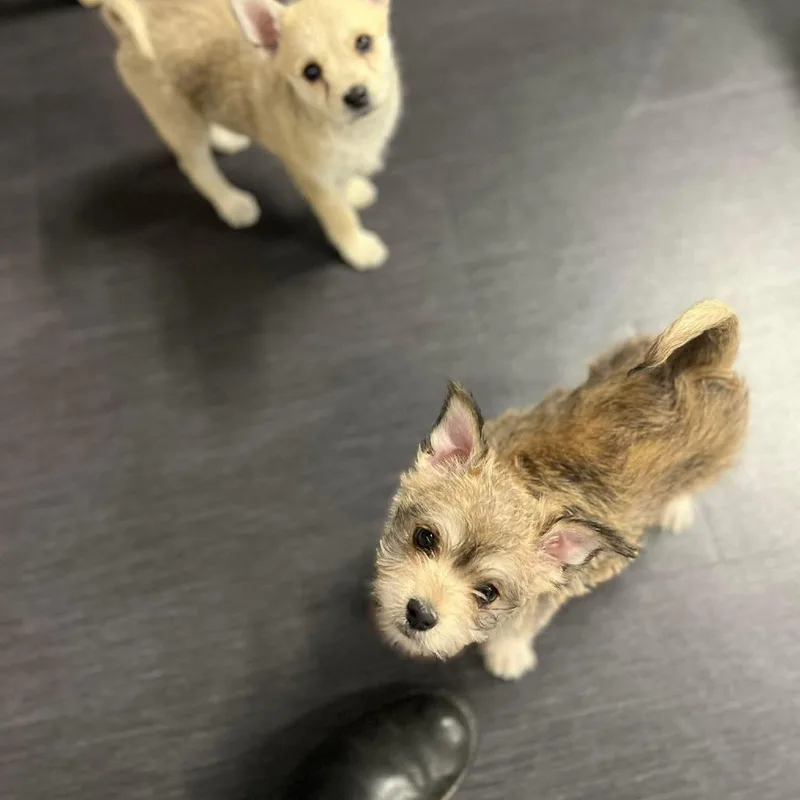 Skittles thumbnail 2