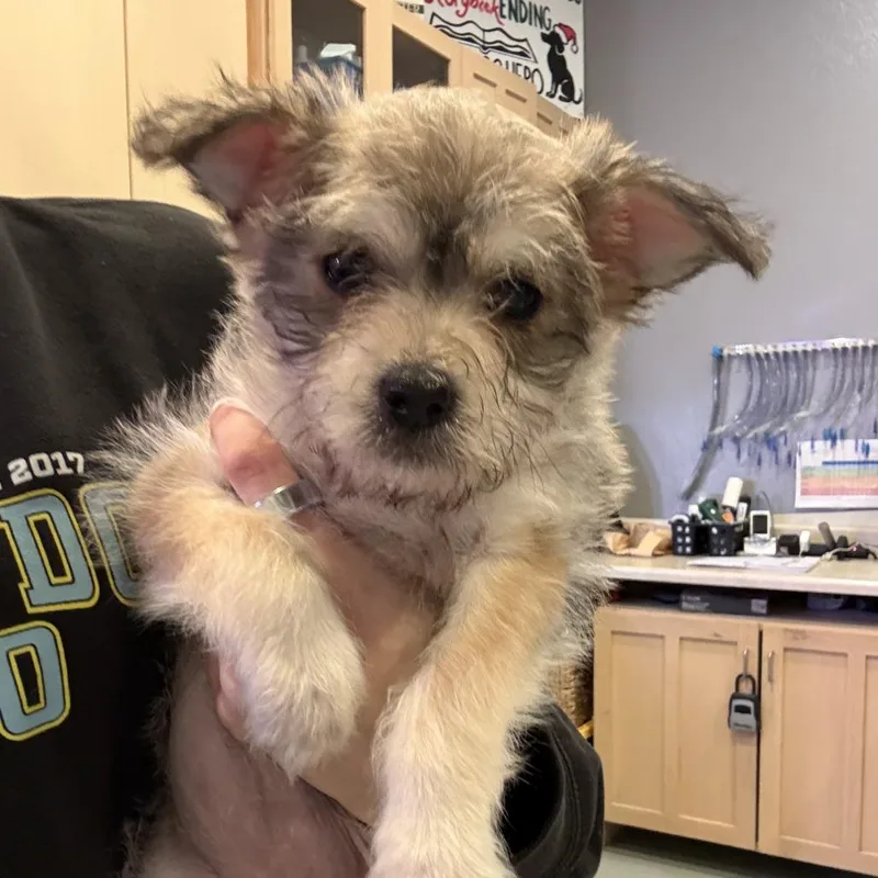 Skittles thumbnail 3