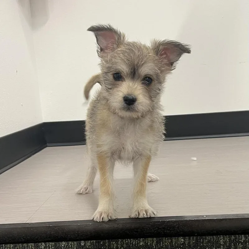 Skittles thumbnail 4