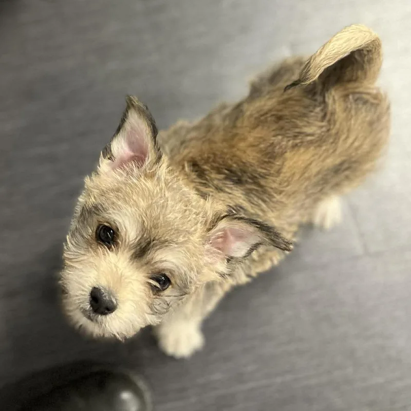 Skittles thumbnail 5