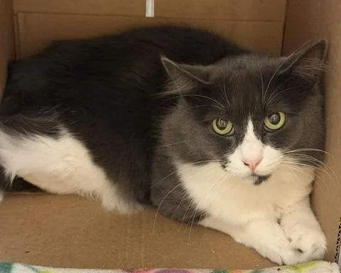A young medium-sized male Domestic Short Hair cat named Missu for adoption in Windsor, CT