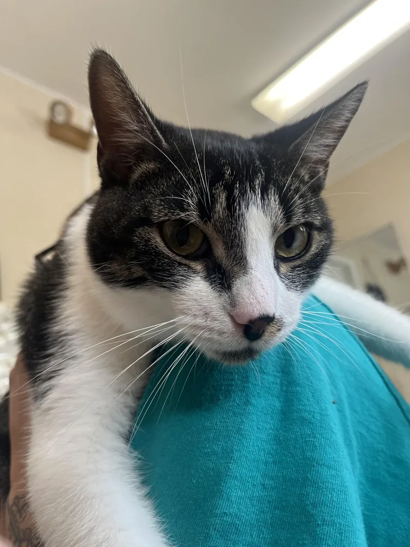A young medium-sized male Tabby (Tiger Striped) Domestic Short Hair cat named Jinx for adoption in Upper Sandusky, OH