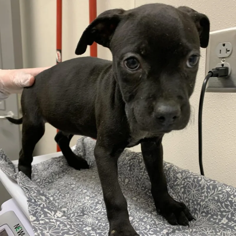 A baby small-sized male Black Pit Bull Terrier dog named Smoky for adoption in Morganton, NC