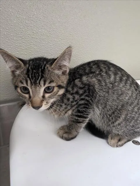 A baby small-sized male Domestic Short Hair cat named Jimmy for adoption in Tracy, CA