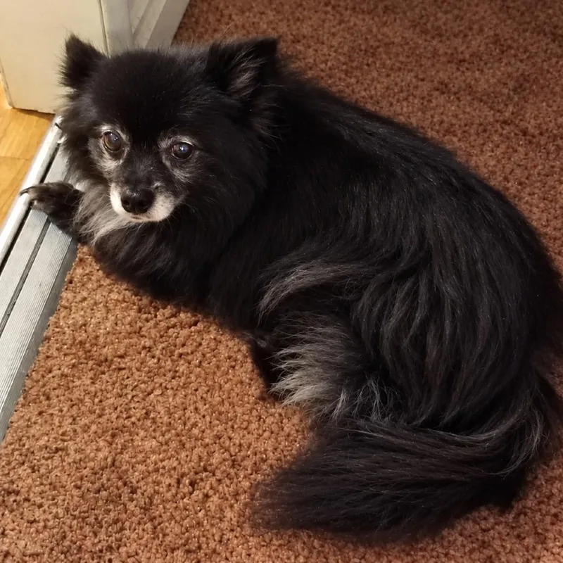 A senior small-sized female Pomeranian dog named Foxanne for adoption in Hudson, IL