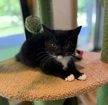 A young small-sized female Black & White / Tuxedo Domestic Short Hair cat named Gangle for adoption in Midland, VA