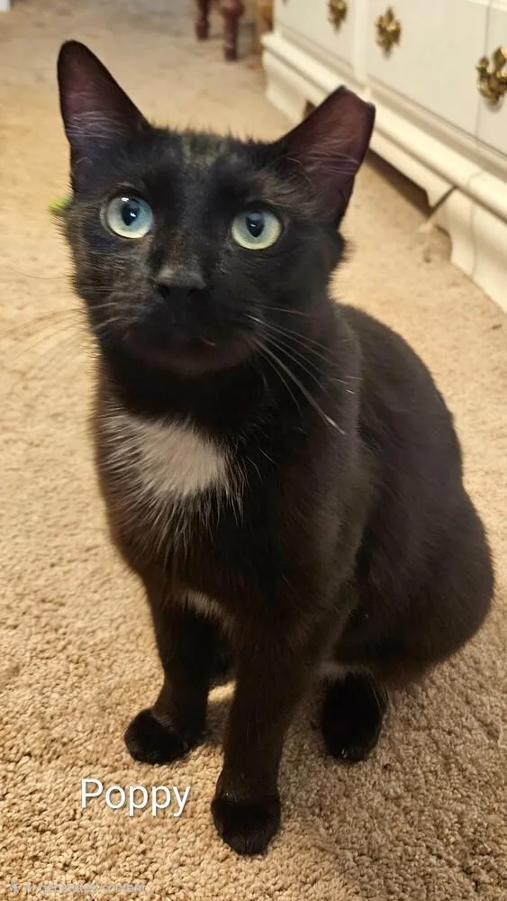 An adult medium-sized female Black Domestic Short Hair cat named Momma Poppy Bonded Pair for adoption in catonsville , MD
