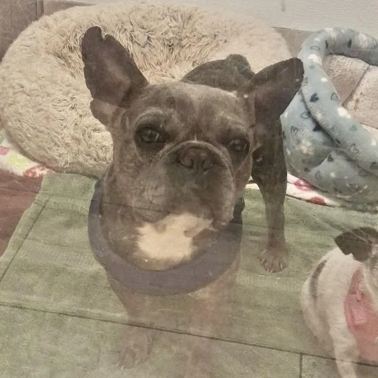 An adult small-sized male Gray / Blue / Silver French Bulldog dog named Callen for adoption in Oceanside, CA