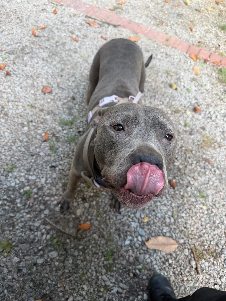 An adult large-sized female Pit Bull Terrier dog named Maude for adoption in Henderson, NC