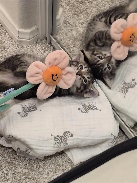 A baby small-sized female Domestic Short Hair cat named Lucy for adoption in Tustin, CA