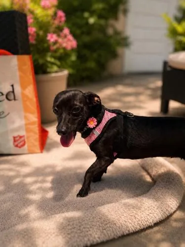 A young small-sized female Dachshund dog named Cookie Clover for adoption in Pittsburg, CA