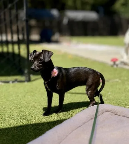 Cookie Clover thumbnail 3