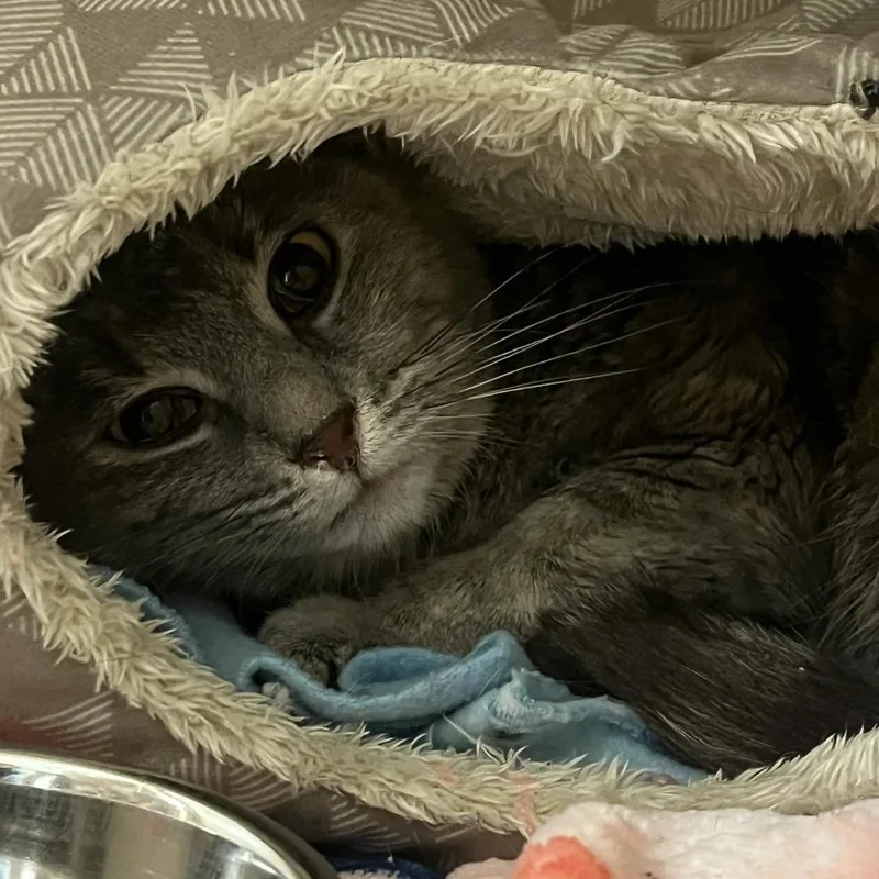 An adult medium-sized female Gray / Blue / Silver Domestic Short Hair cat named Storm for adoption in South Elgin, IL