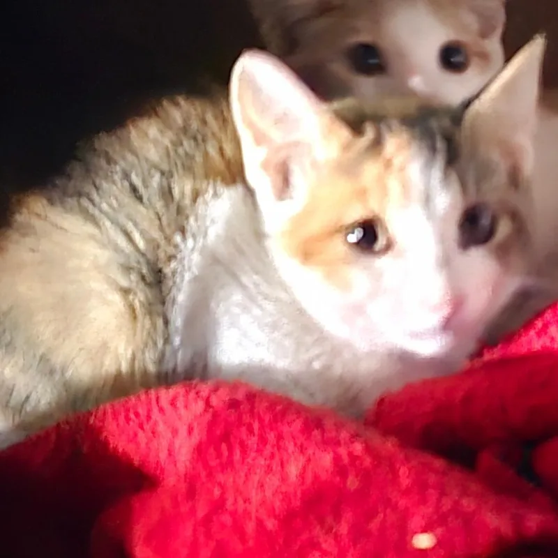 A baby small-sized female Torbie Domestic Short Hair cat named Kelsey for adoption in Grantsville, UT