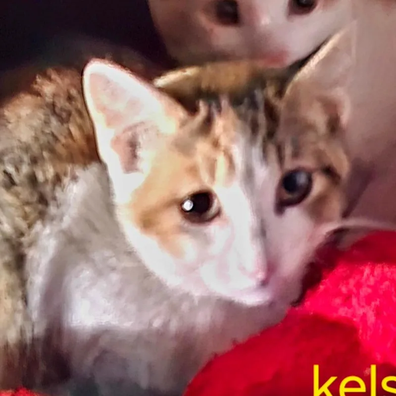 Kelsey thumbnail 2