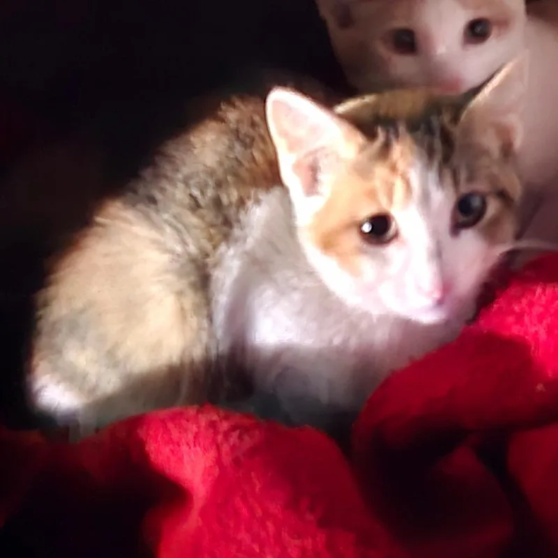 Kelsey thumbnail 3