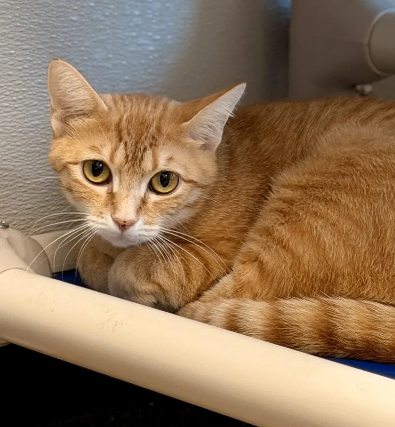 A young medium-sized female Orange / Red Domestic Short Hair cat named Macadamia for adoption in Sanford, FL
