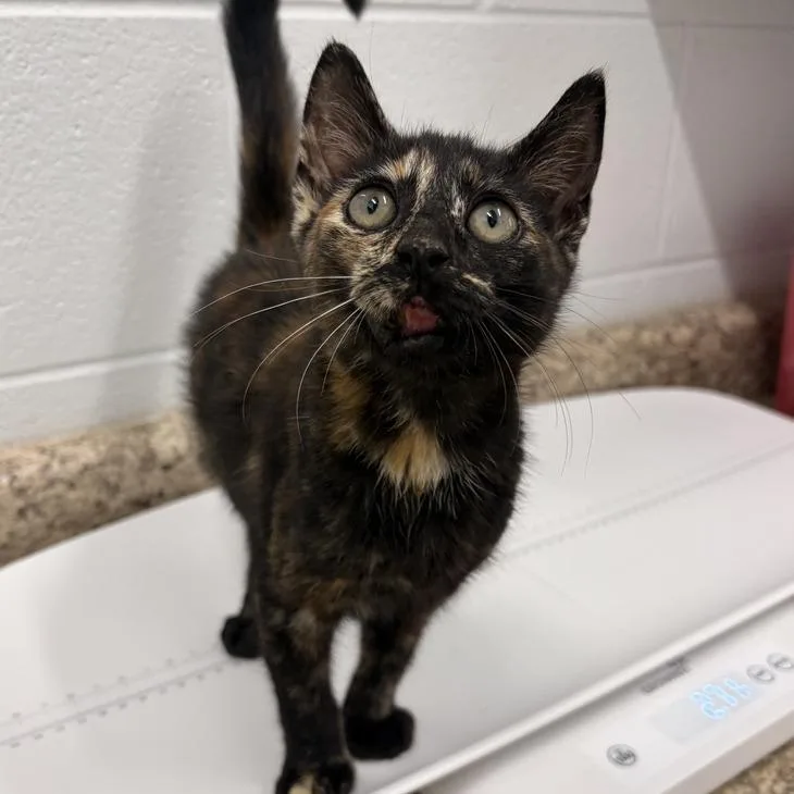 A baby small-sized female Tortoiseshell Domestic Short Hair cat named Truffle for adoption in Marshall, VA