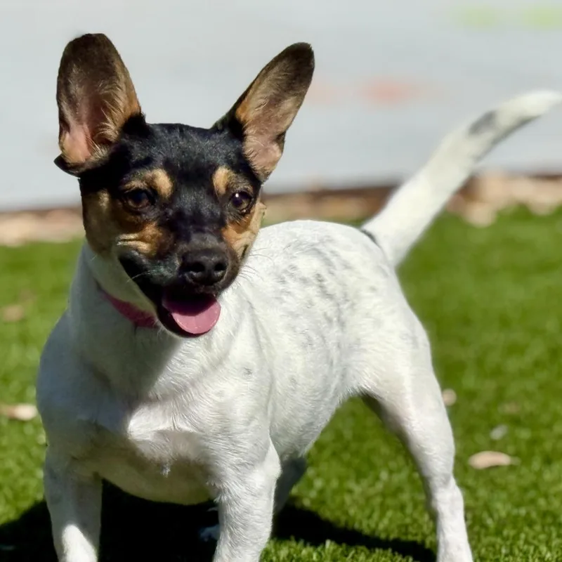 An adult small-sized female Black Rat Terrier dog named Elvira  Pretty Girl for adoption in Hondo, TX