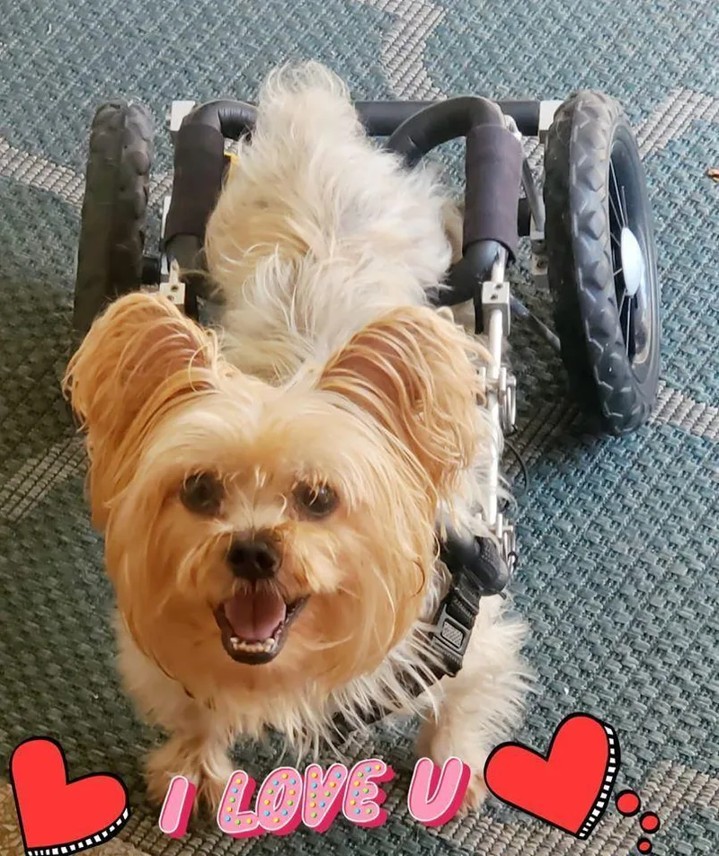 Harrison On Wheels thumbnail 5