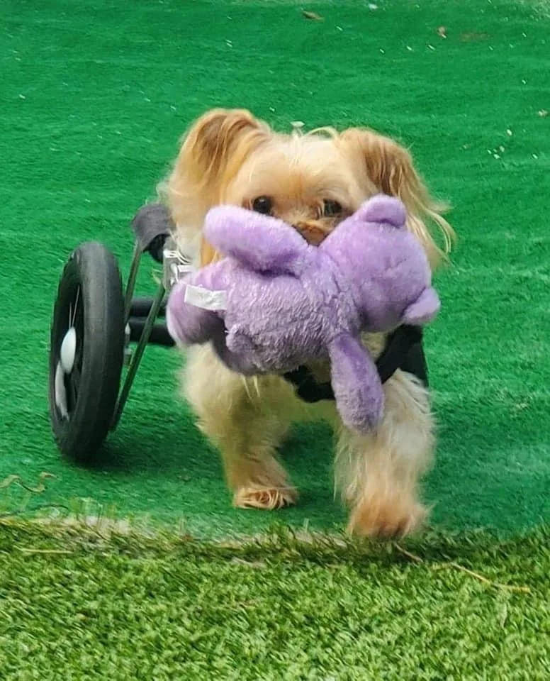 Harrison On Wheels thumbnail 6