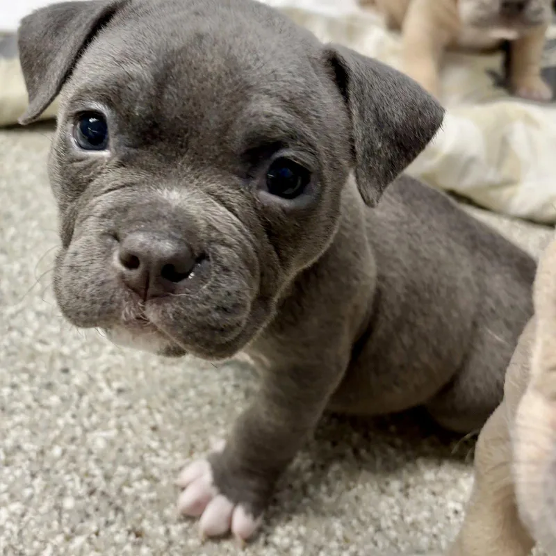 A baby medium-sized female American Bulldog dog named Thursday for adoption in Whitehall, PA