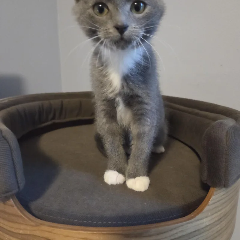 A baby medium-sized female Gray & White Domestic Short Hair cat named Captain Angua von Uberwald for adoption in Greensboro, NC