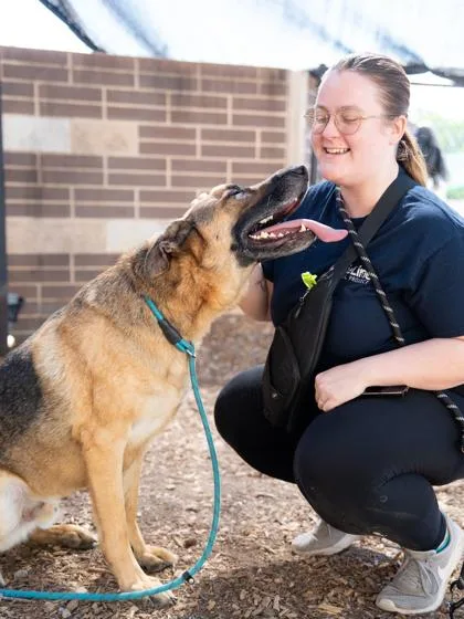 An adult extra large-sized male Mixed Breed dog named General for adoption in Chamblee, GA